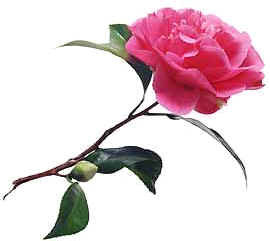 vf14.jpg (18613 bytes)