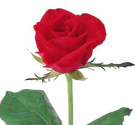 vf15.jpg (17665 bytes)