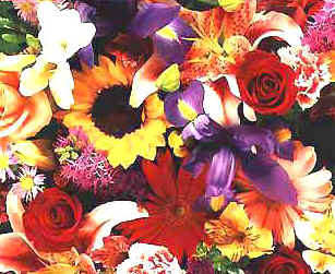 vf8.jpg (28357 bytes)