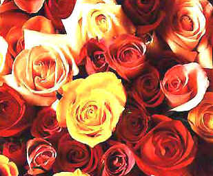 vf9.jpg (25170 bytes)